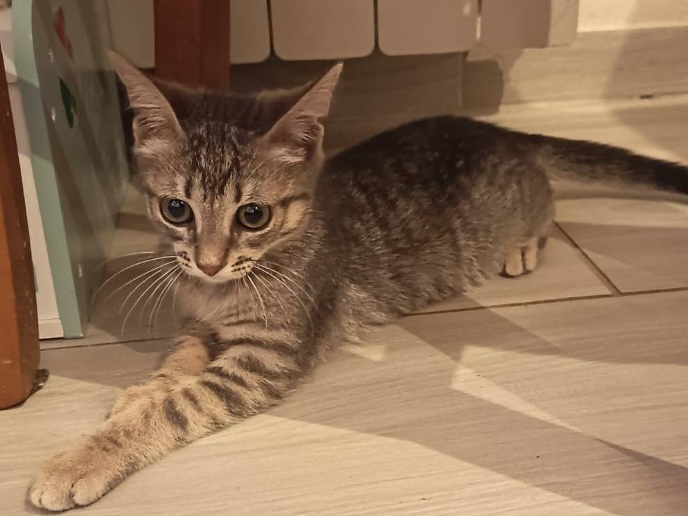 Adozione gatto, femmina, Razza sconosciuta Razza sconosciuta, 3 mesi, taglia non valida, Firenze