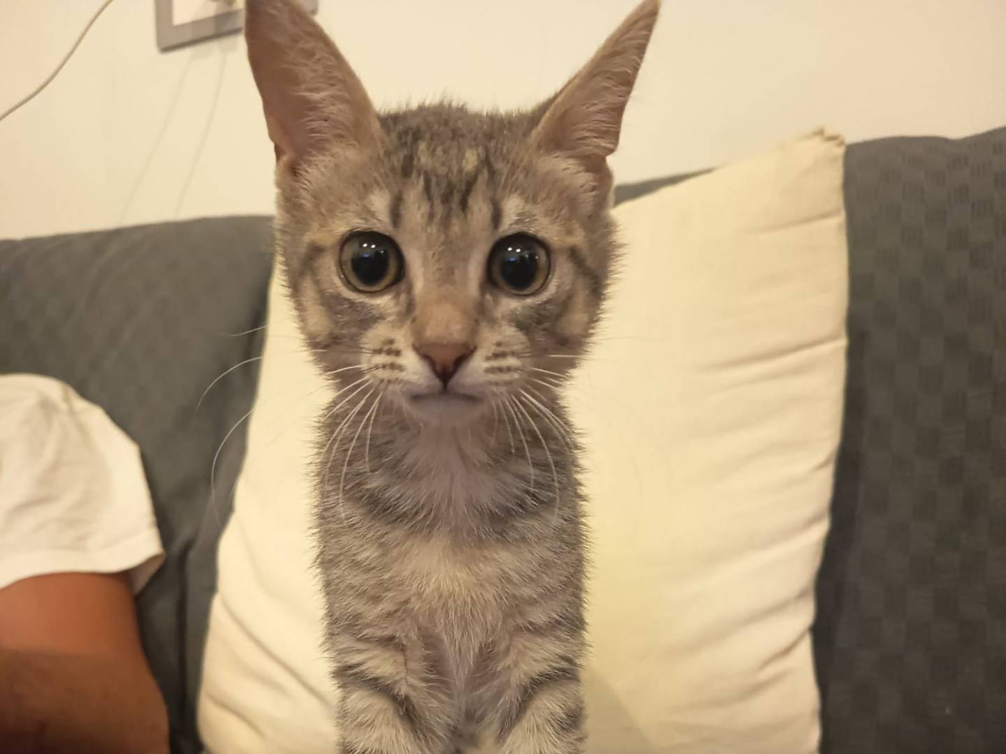 Adotta un gatto, femmina, 3 mesi, Firenze