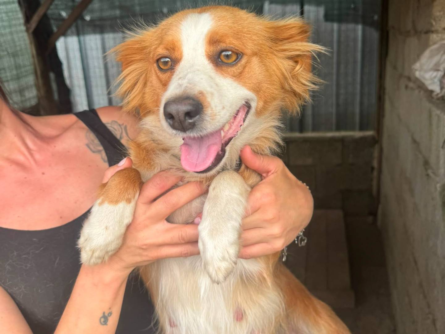 Adotta un cane, femmina, 3 anni e 1 mese, Catanzaro
