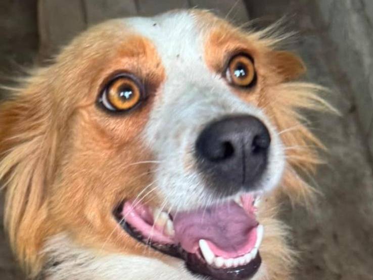Adotta un cane, taglia media contenuta, femmina, Catanzaro