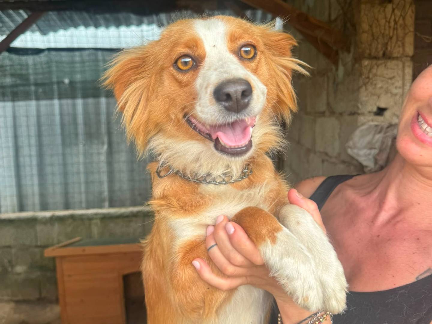 Vuoi adottare un cane a Catanzaro?