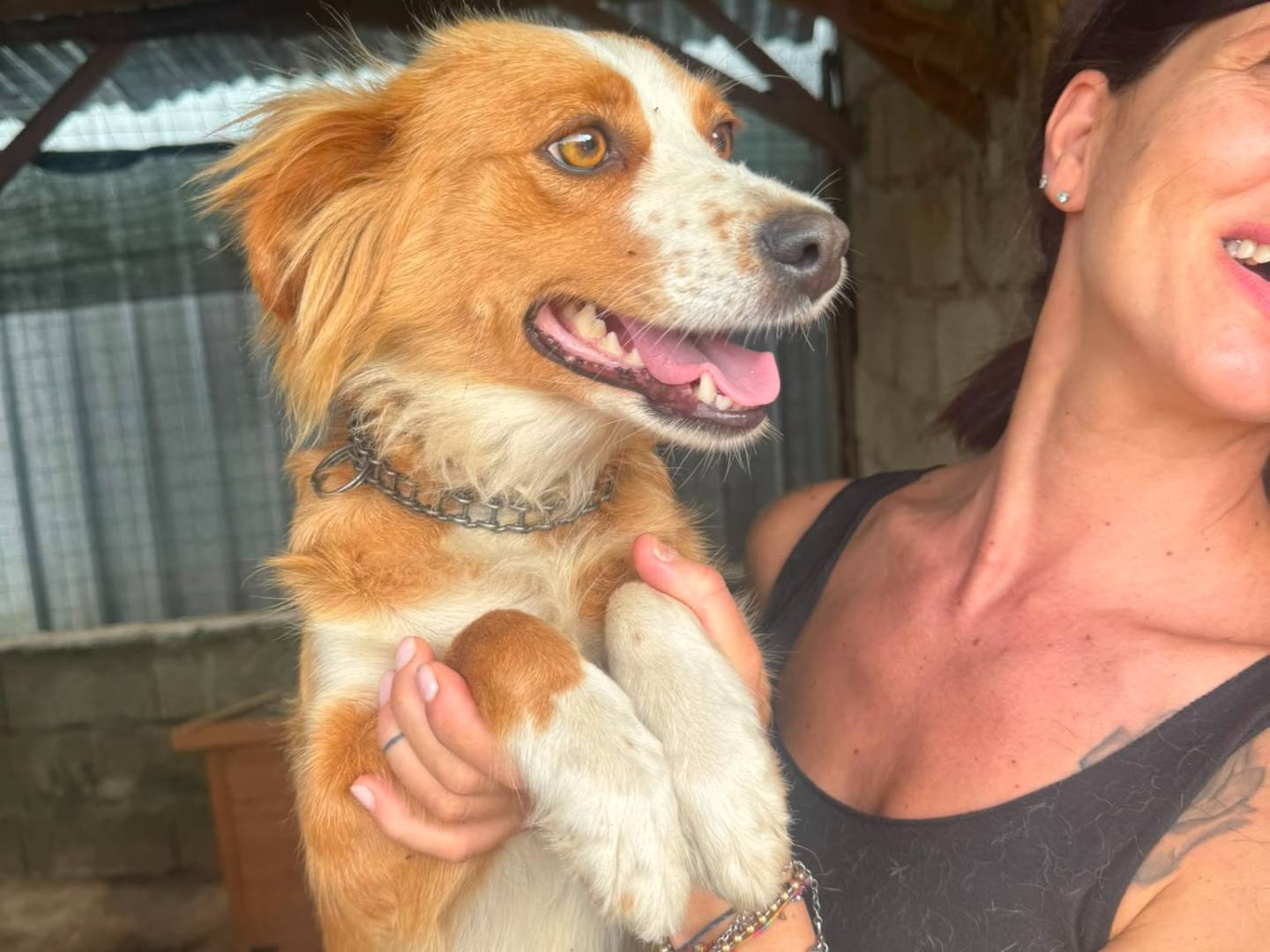 Adotta il cane CHICCA a Catanzaro