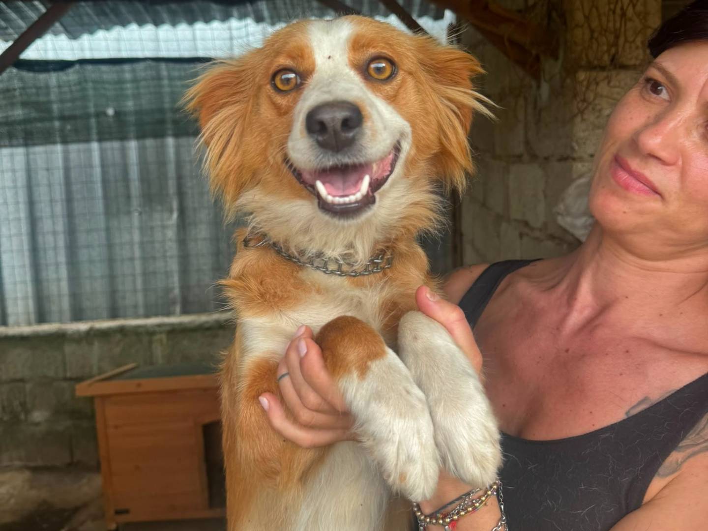 Adozione cane, femmina, Razza sconosciuta Razza sconosciuta, 3 anni e 1 mese, taglia media contenuta, Catanzaro