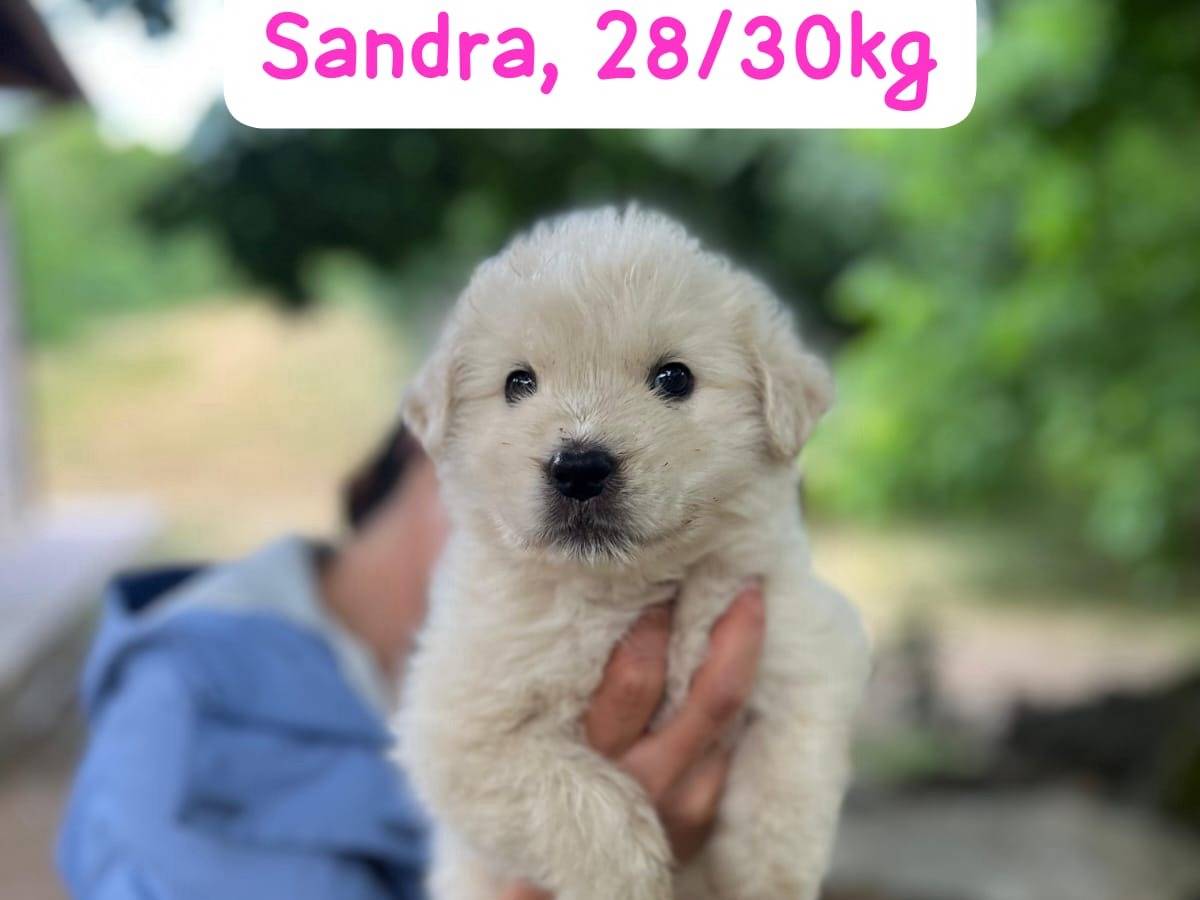 Adotta un cane, femmina, 2 mesi, Catanzaro