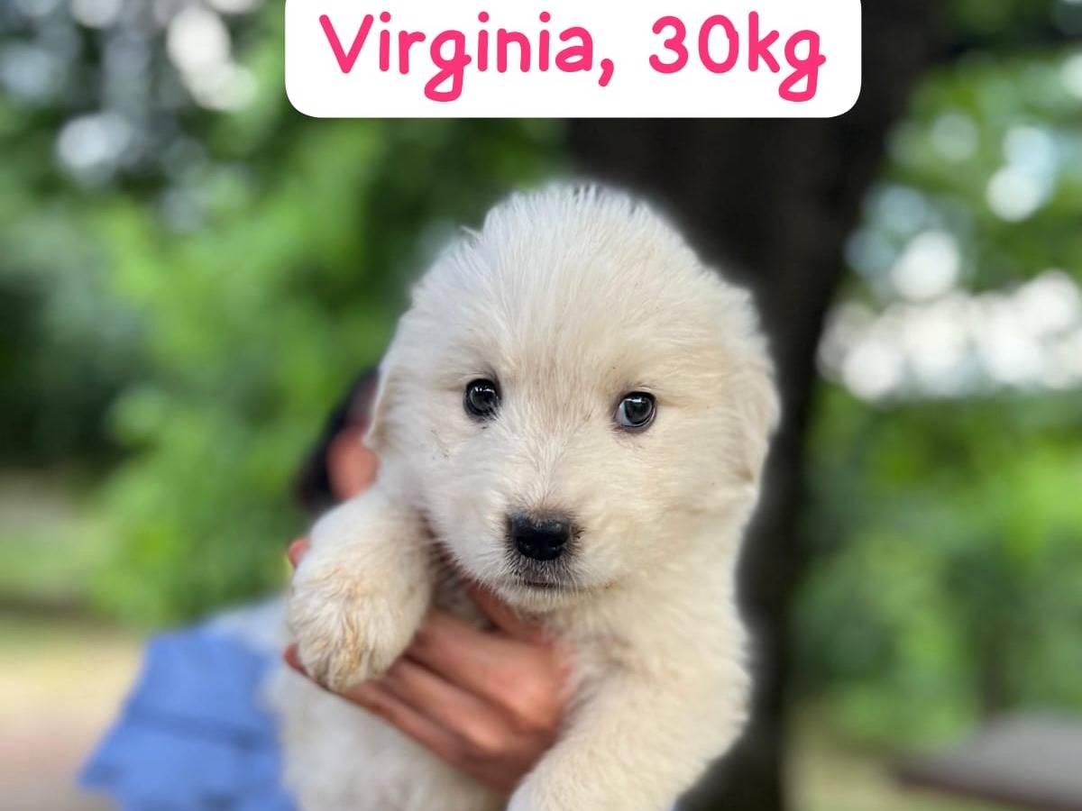 Adotta un cane, taglia grande, femmina, Catanzaro