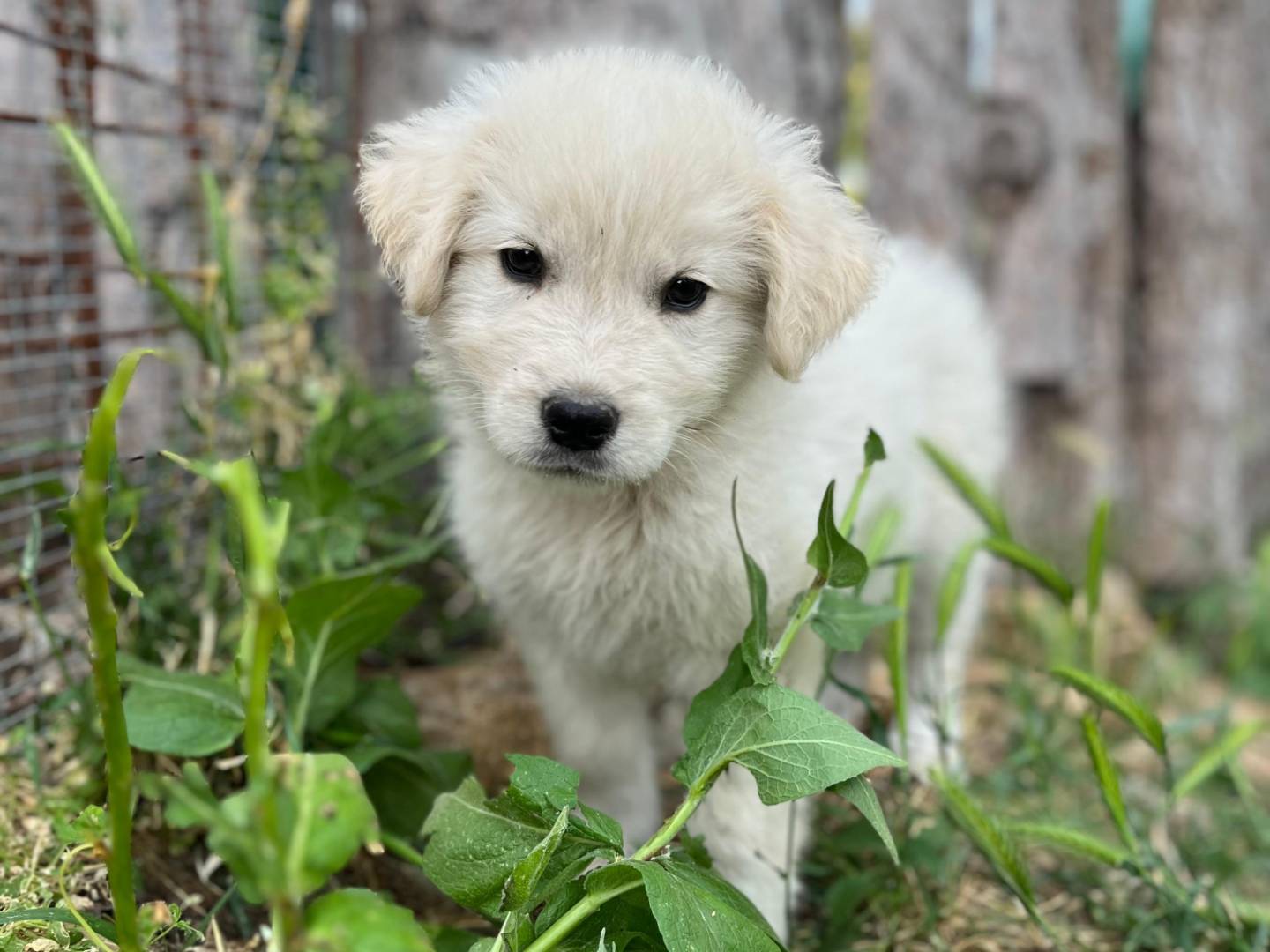 Vuoi adottare un cane a Catanzaro?
