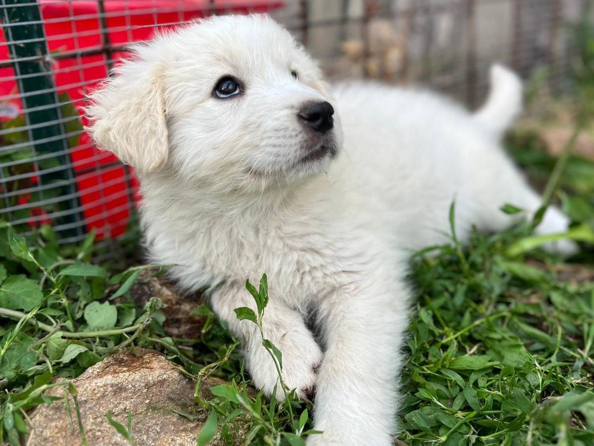 Adotta il cane VIRGINIA MIRANDA SANDRA  a Catanzaro