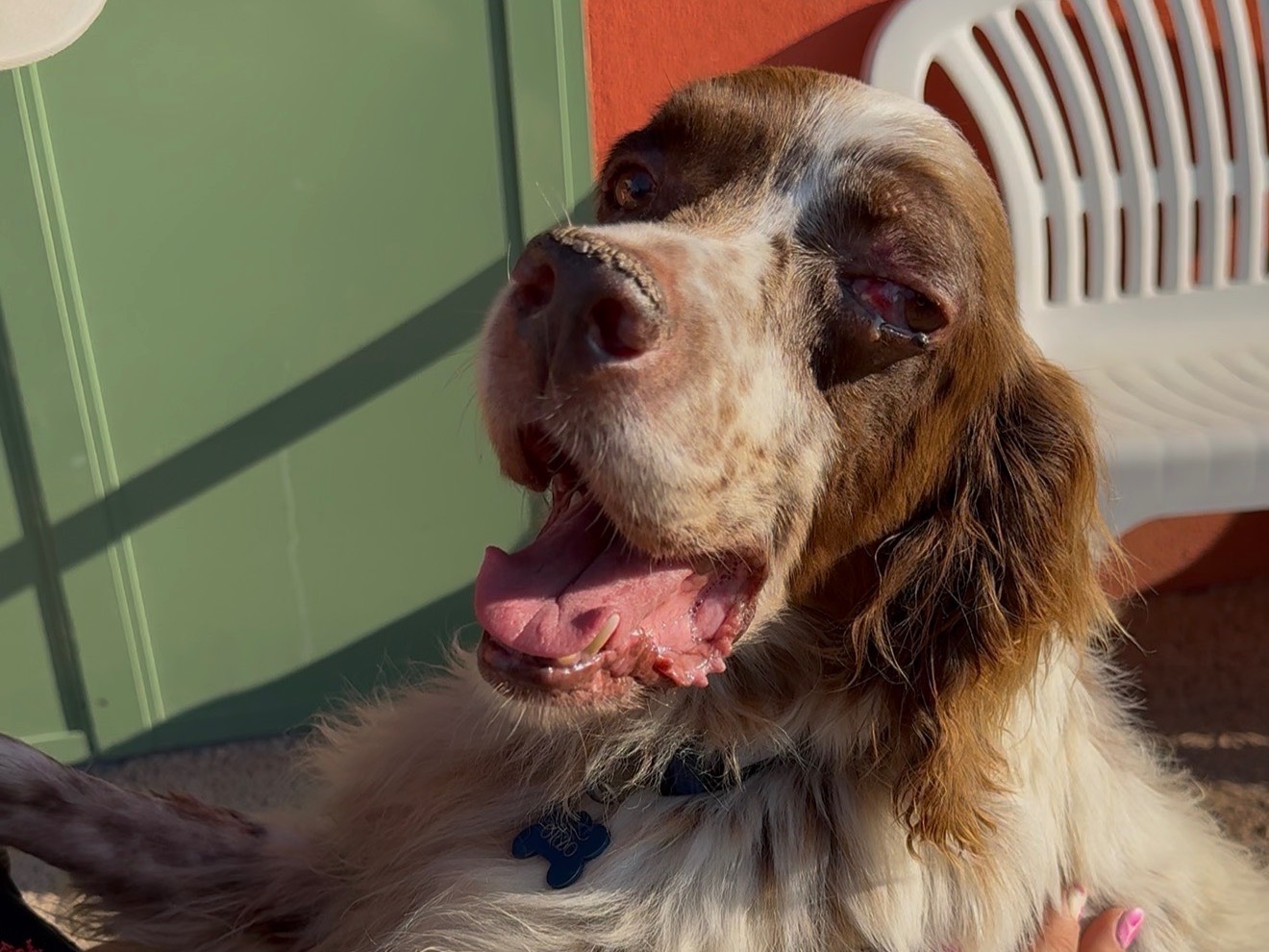 Adotta un cane, maschio, 8 anni e 2 mesi, Milano