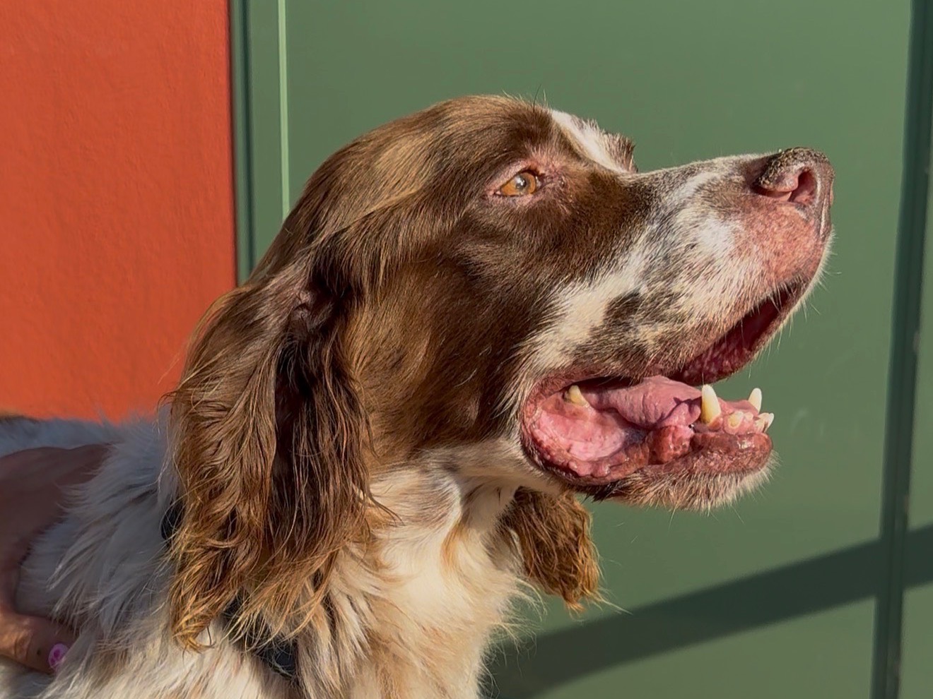 Adotta un cane, taglia media, maschio, Milano
