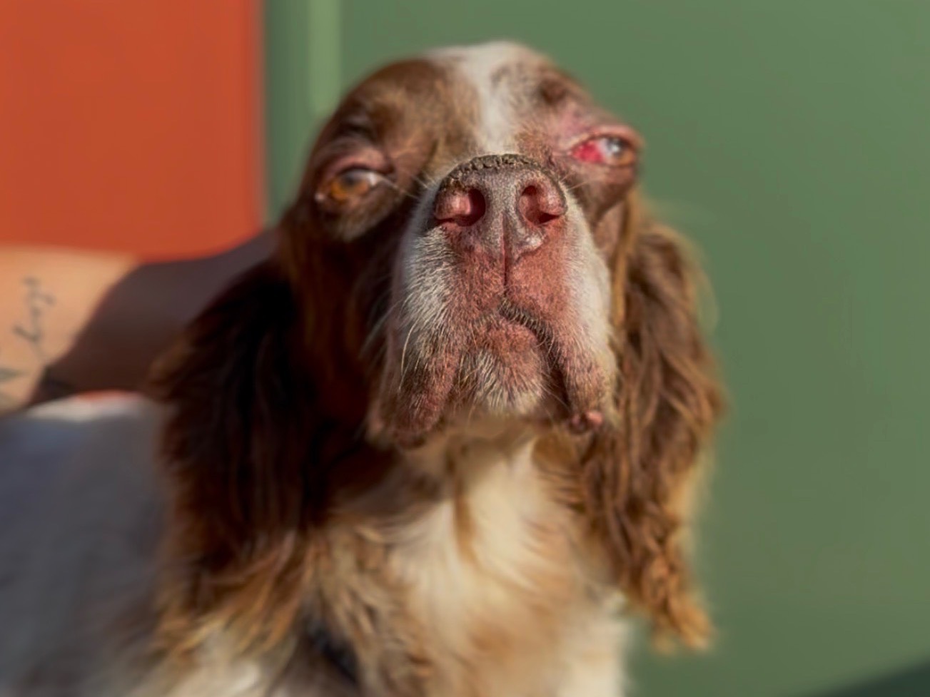 Adozione cane, maschio, Razza sconosciuta Razza sconosciuta, 8 anni e 2 mesi, taglia media, Milano