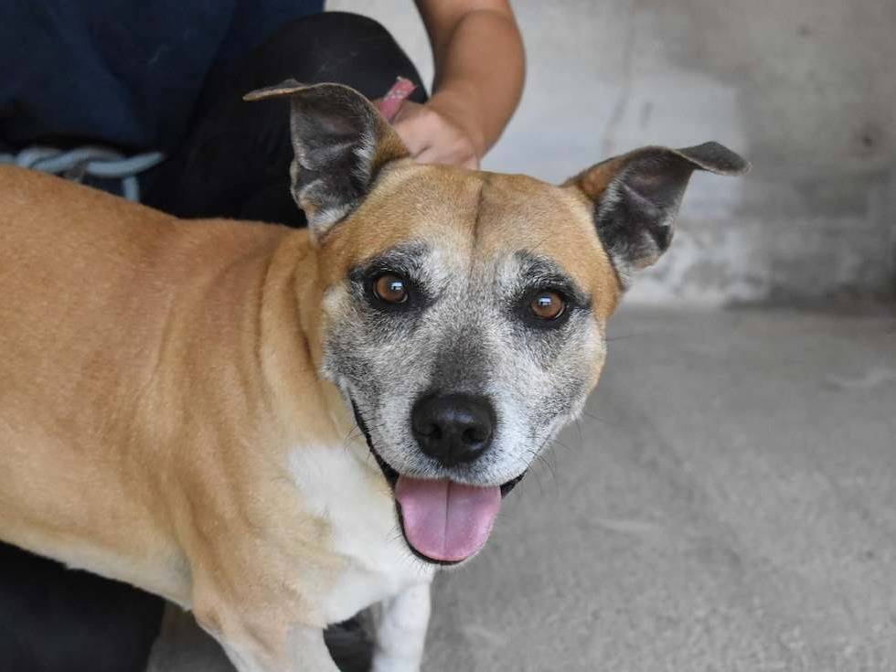 Adozione cane, maschio, Razza sconosciuta Razza sconosciuta, 4 anni e 2 mesi, taglia media contenuta, Roma