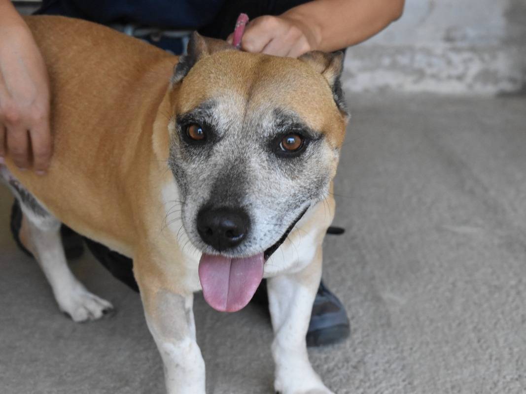 Adotta un cane, maschio, 4 anni e 2 mesi, Roma