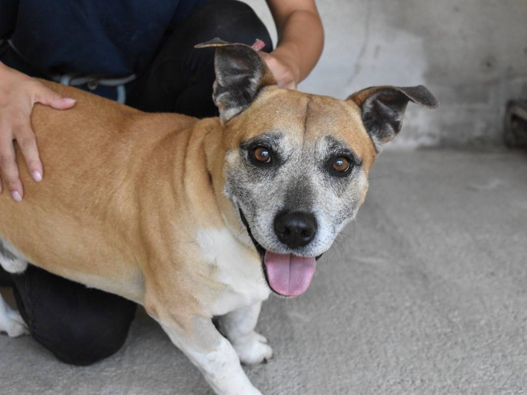 Adotta un cane, taglia media contenuta, maschio, Roma