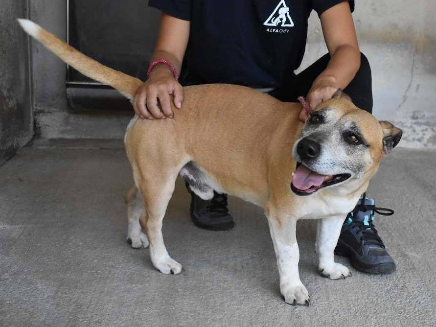 Vuoi adottare un cane a Roma?