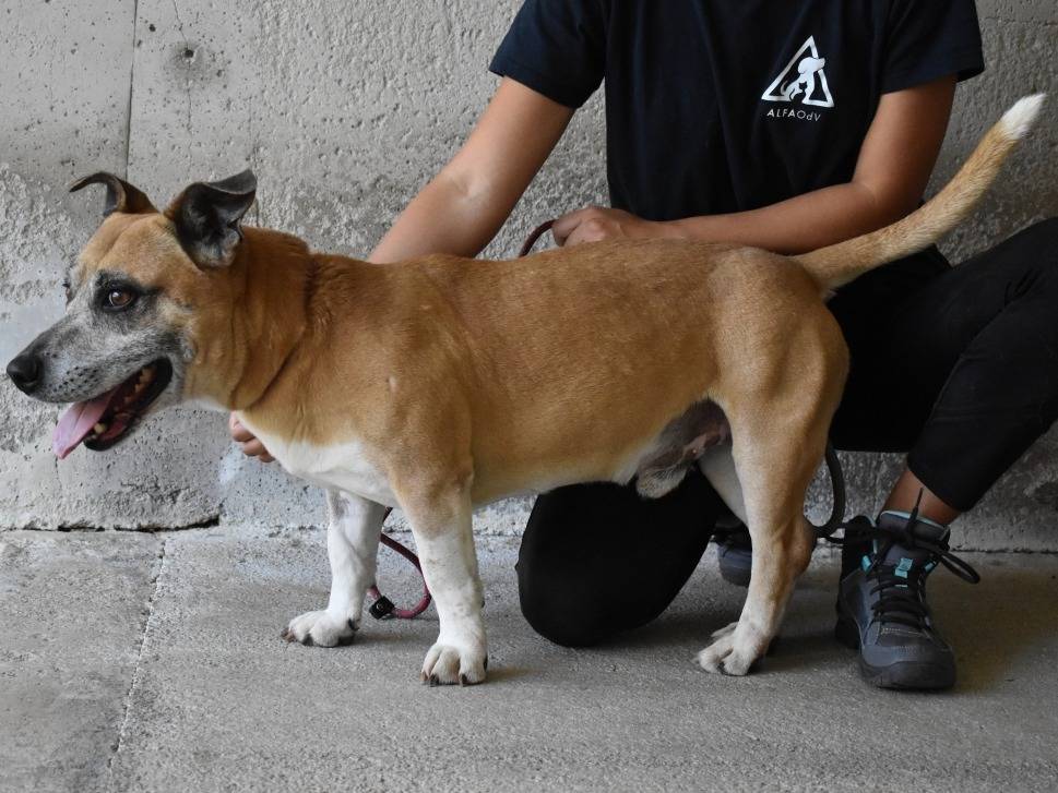 Adotta il cane Quiron a Roma