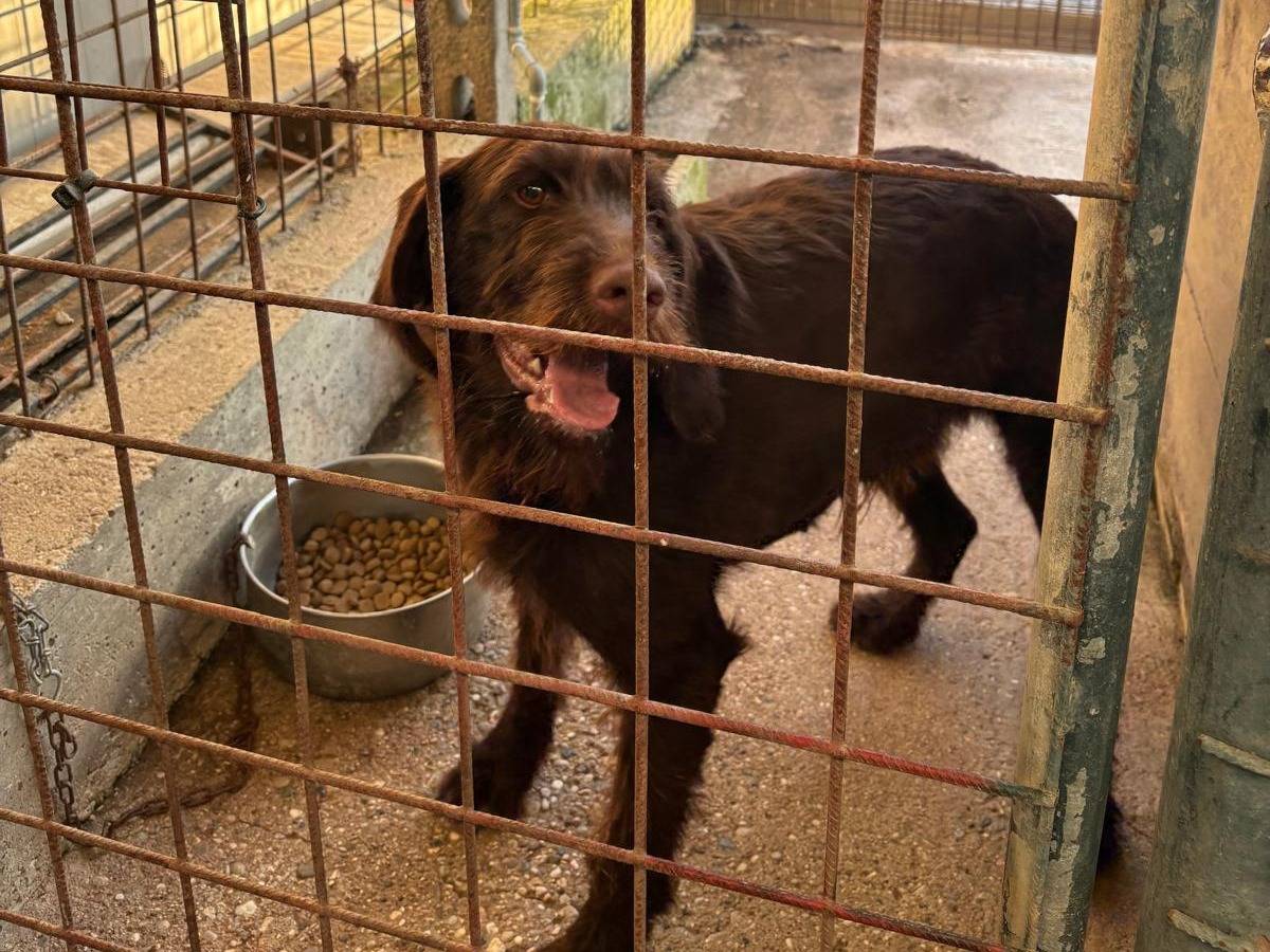 Adotta un cane, femmina, 4 anni, Verona