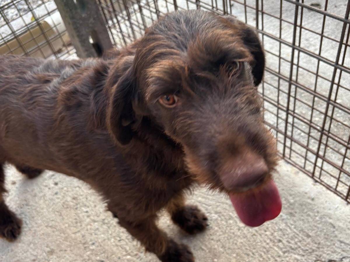 Adozione cane, femmina, Segugio Razza sconosciuta, 4 anni, taglia media, Verona