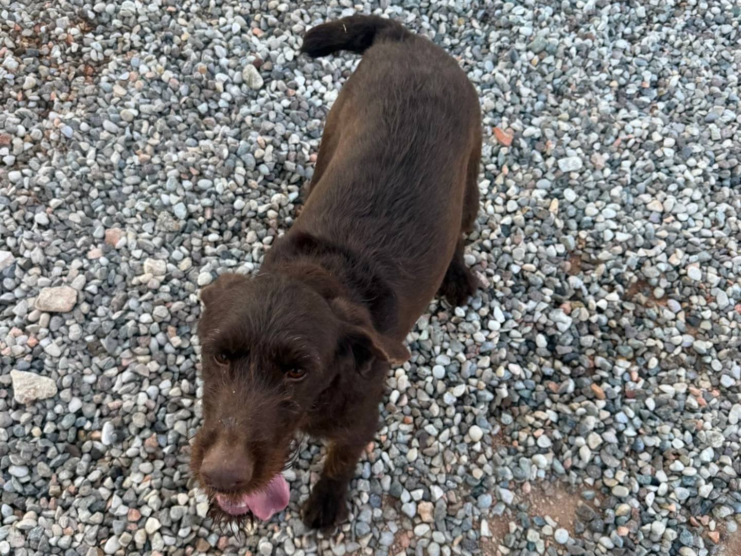 Adotta un cane, taglia media, femmina, Verona