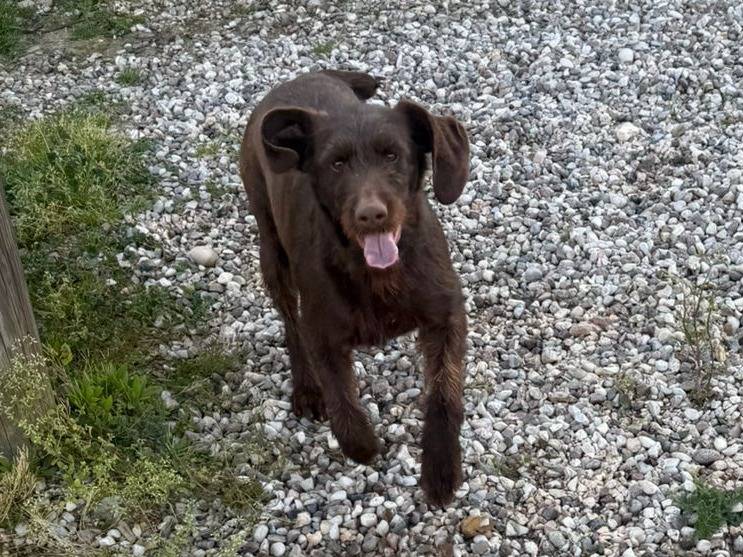 Vuoi adottare un cane a Verona?