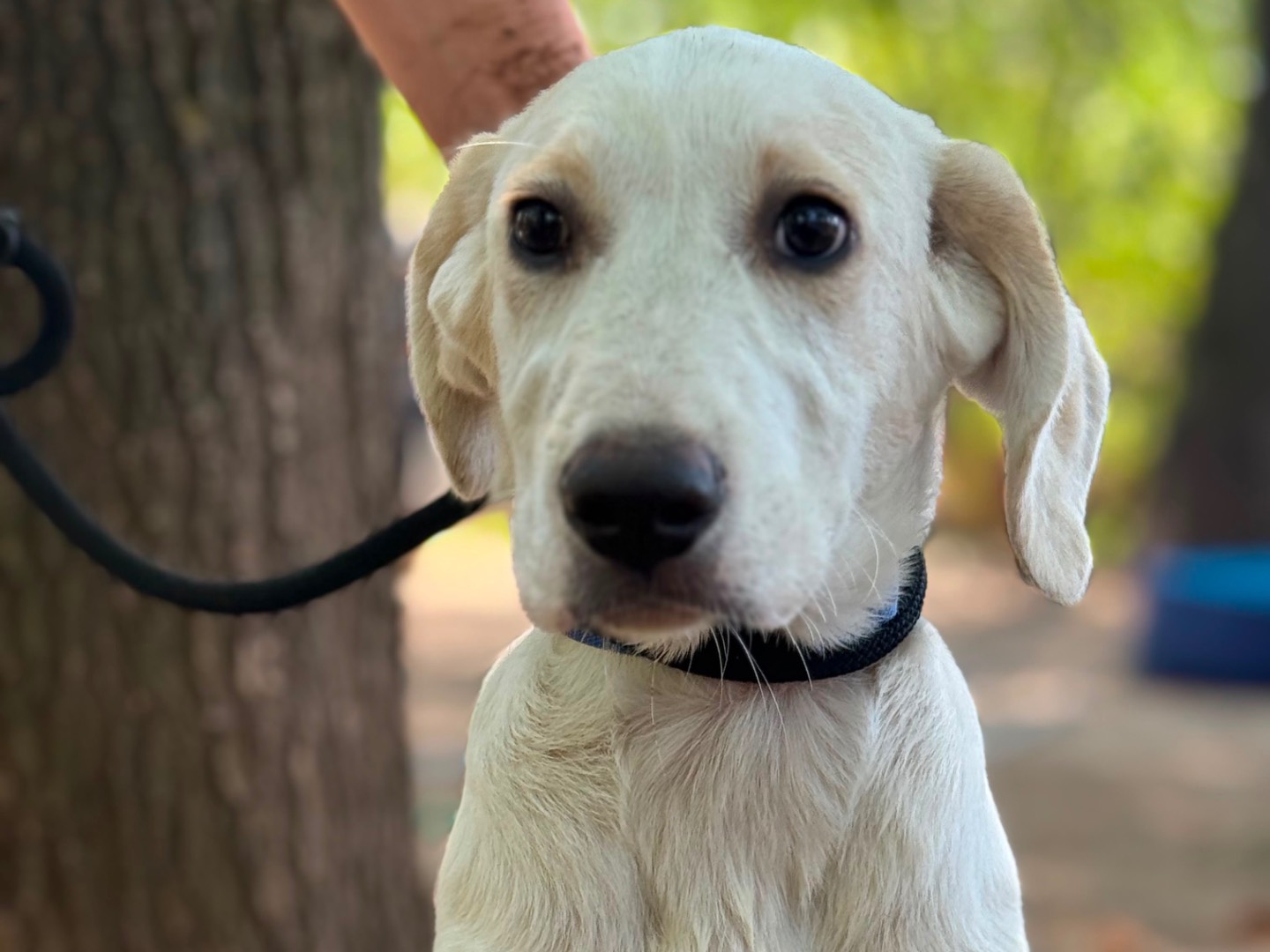 Adozione cane, maschio, Razza sconosciuta Razza sconosciuta, 4 mesi, taglia media, Milano