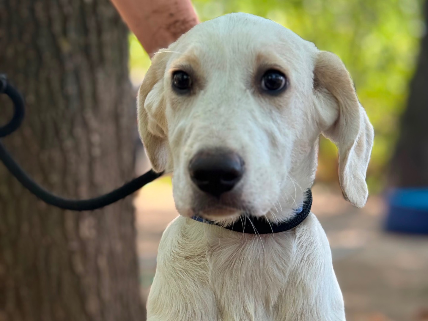 Adotta un cane, maschio, 4 mesi, Milano
