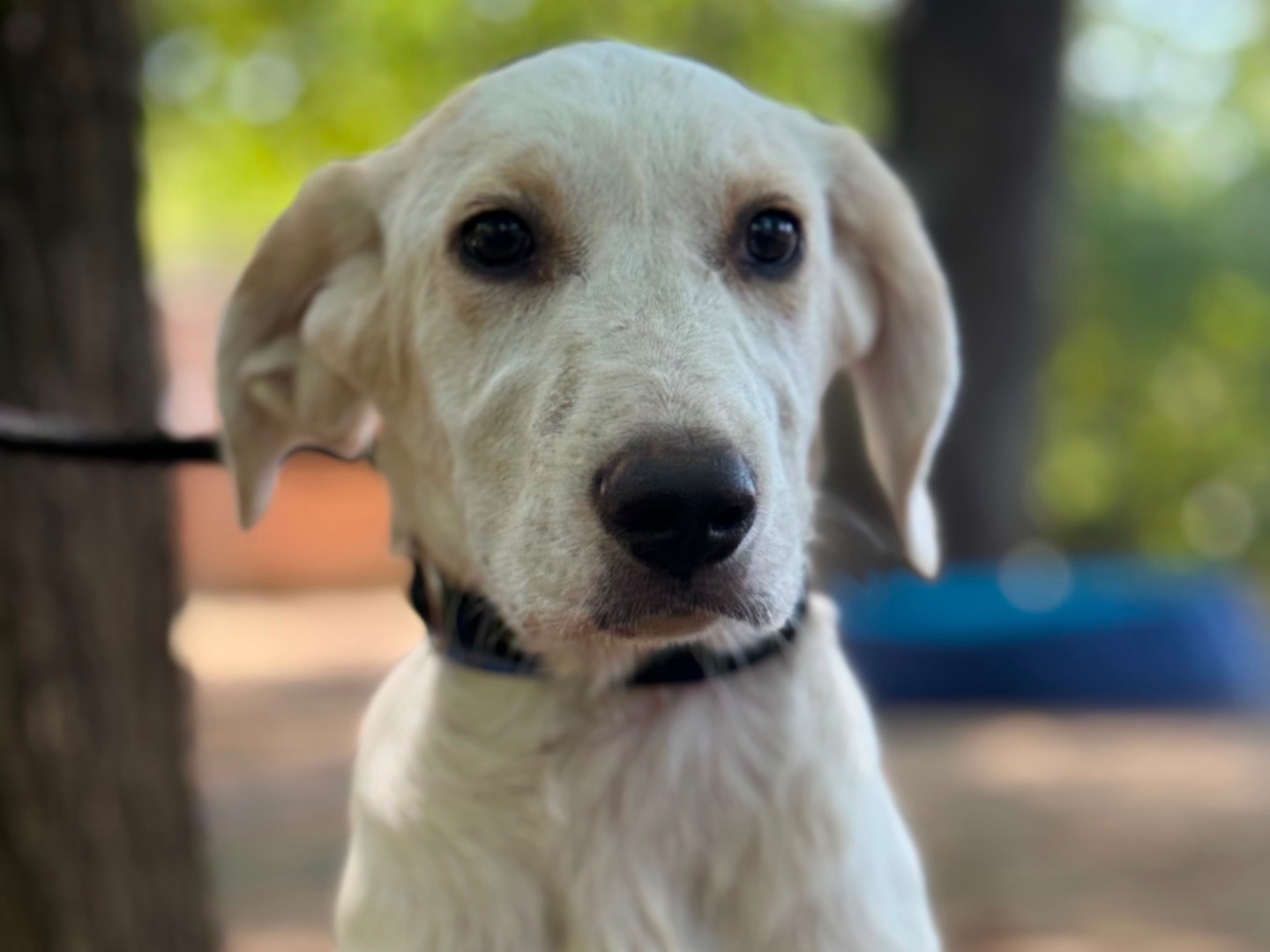 Adotta un cane, taglia media, maschio, Milano