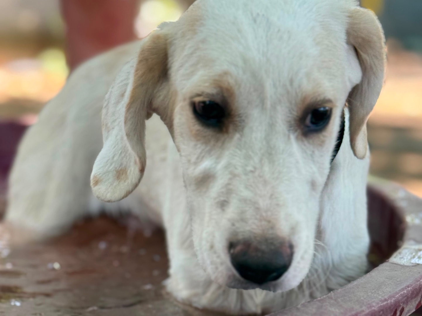 Adotta il cane Mirò a Milano