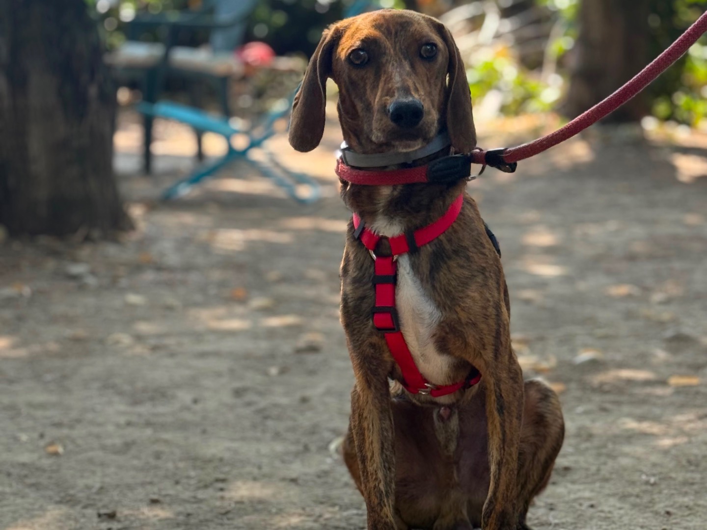 Adozione cane, maschio, Segugio Razza sconosciuta, 3 anni e 2 mesi, taglia media, Milano