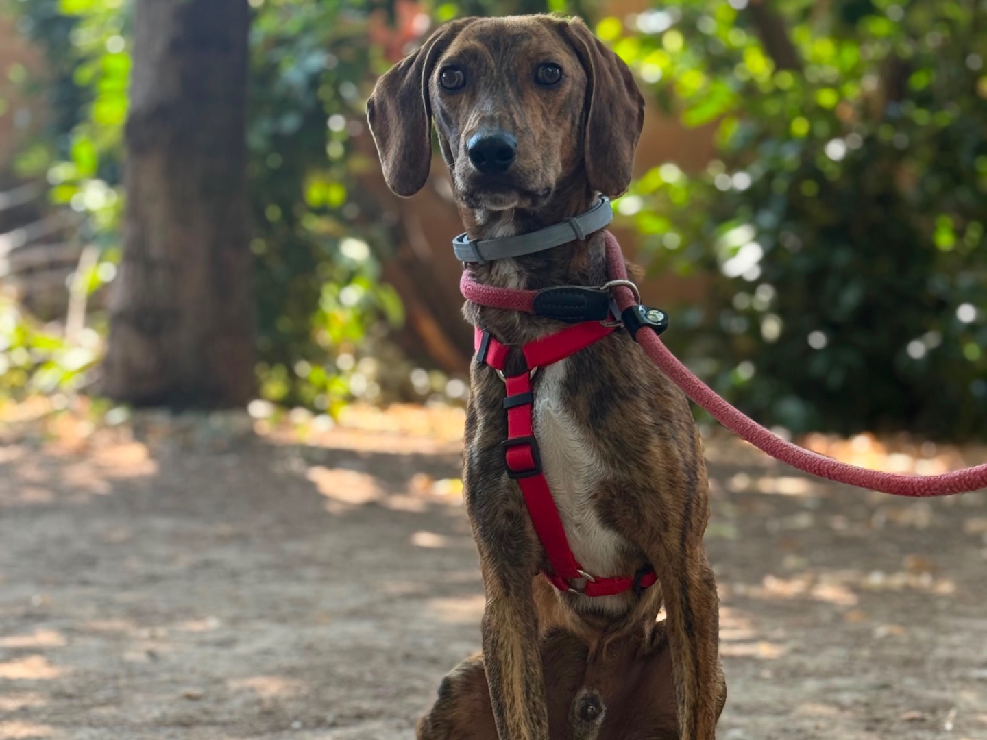 Adotta un cane, maschio, 3 anni e 2 mesi, Milano
