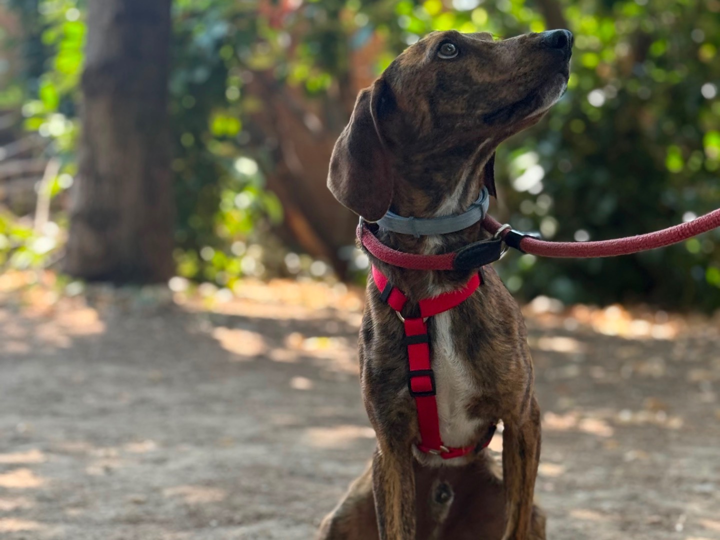 Adotta un cane, taglia media, maschio, Milano