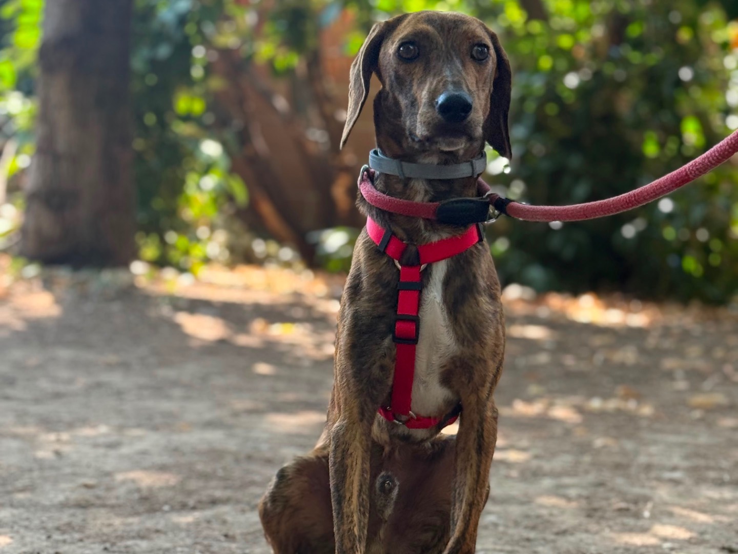 Vuoi adottare un cane a Milano?