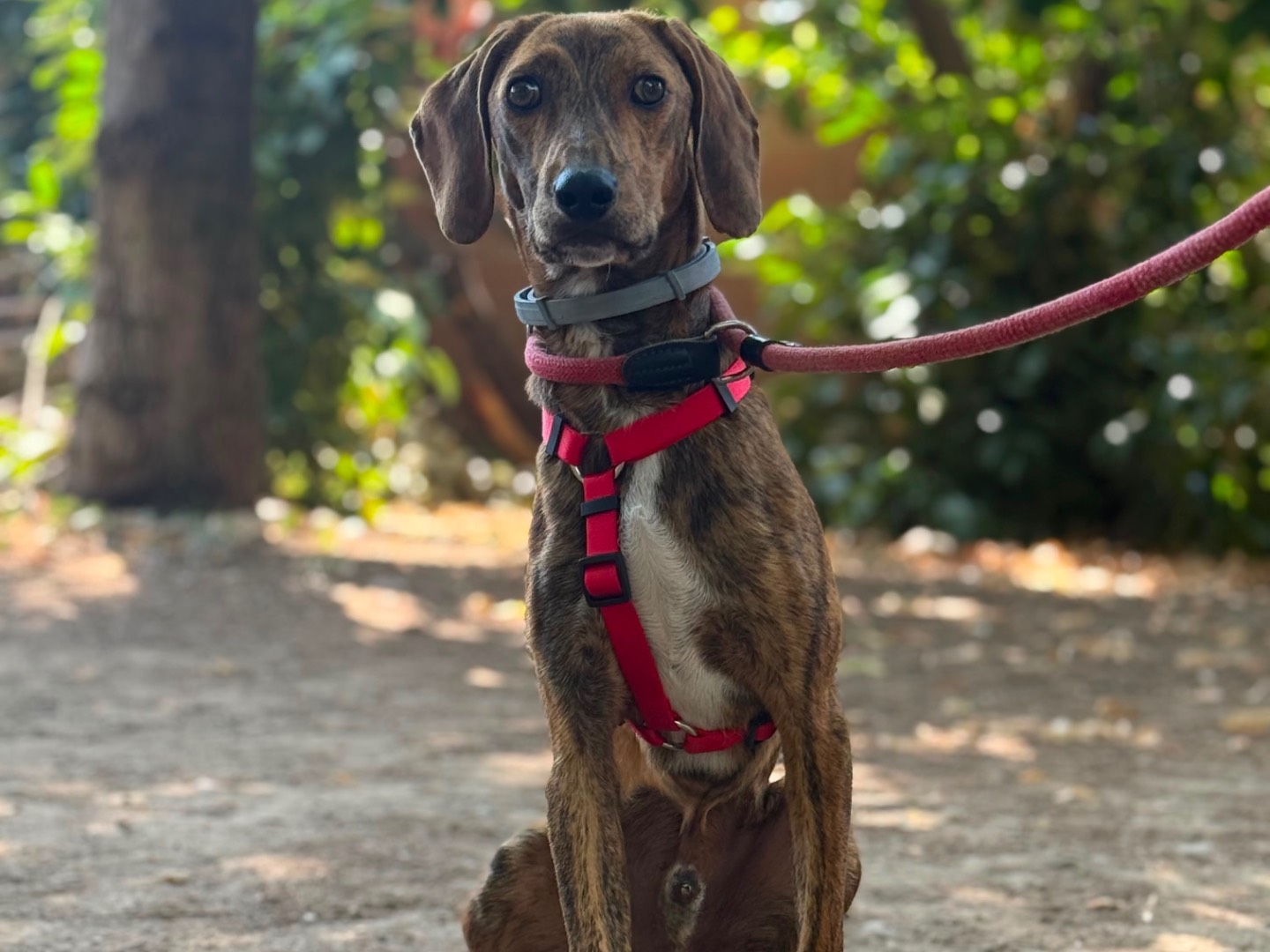 Adotta il cane Alvin  a Milano