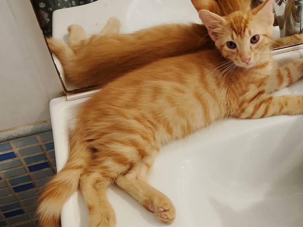 Adozione gatto, maschio, Razza sconosciuta Razza sconosciuta, 3 mesi, taglia non valida, Firenze