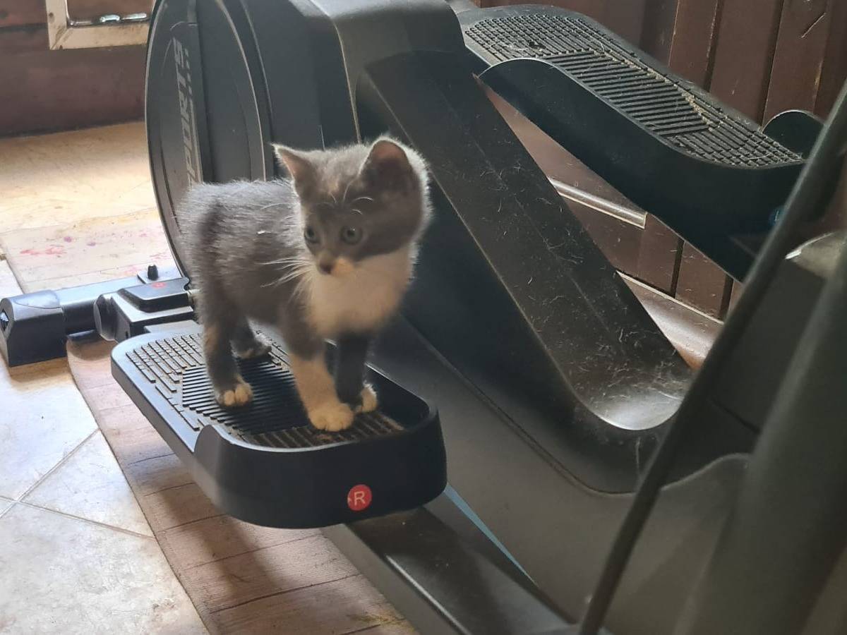 Adozione gatto, femmina, Razza sconosciuta Razza sconosciuta, 2 mesi, taglia non valida, Livorno