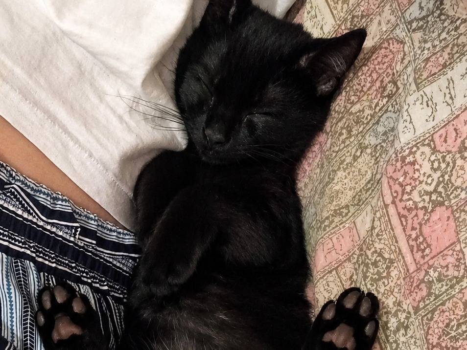 Adotta il gatto Noam a Latina
