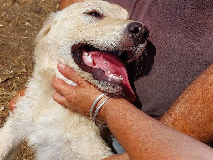 Adotta un cane, femmina, 5 mesi, Cagliari
