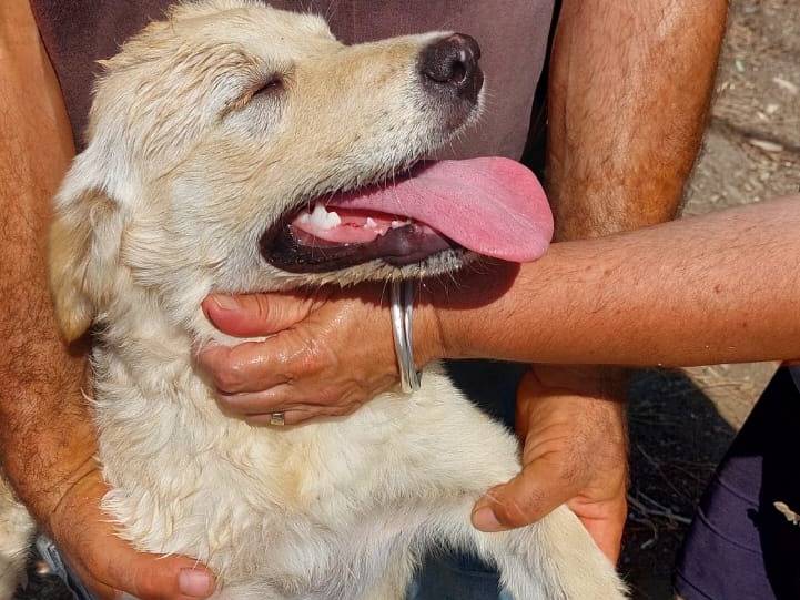 Adotta un cane, taglia media, femmina, Cagliari