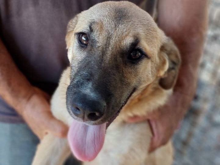 Vuoi adottare un cane a Cagliari?