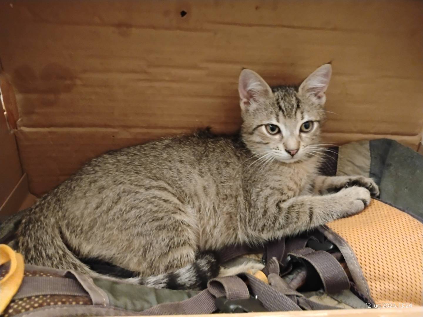 Adozione gatto, maschio, Razza sconosciuta Razza sconosciuta, 3 mesi, taglia non valida, Roma