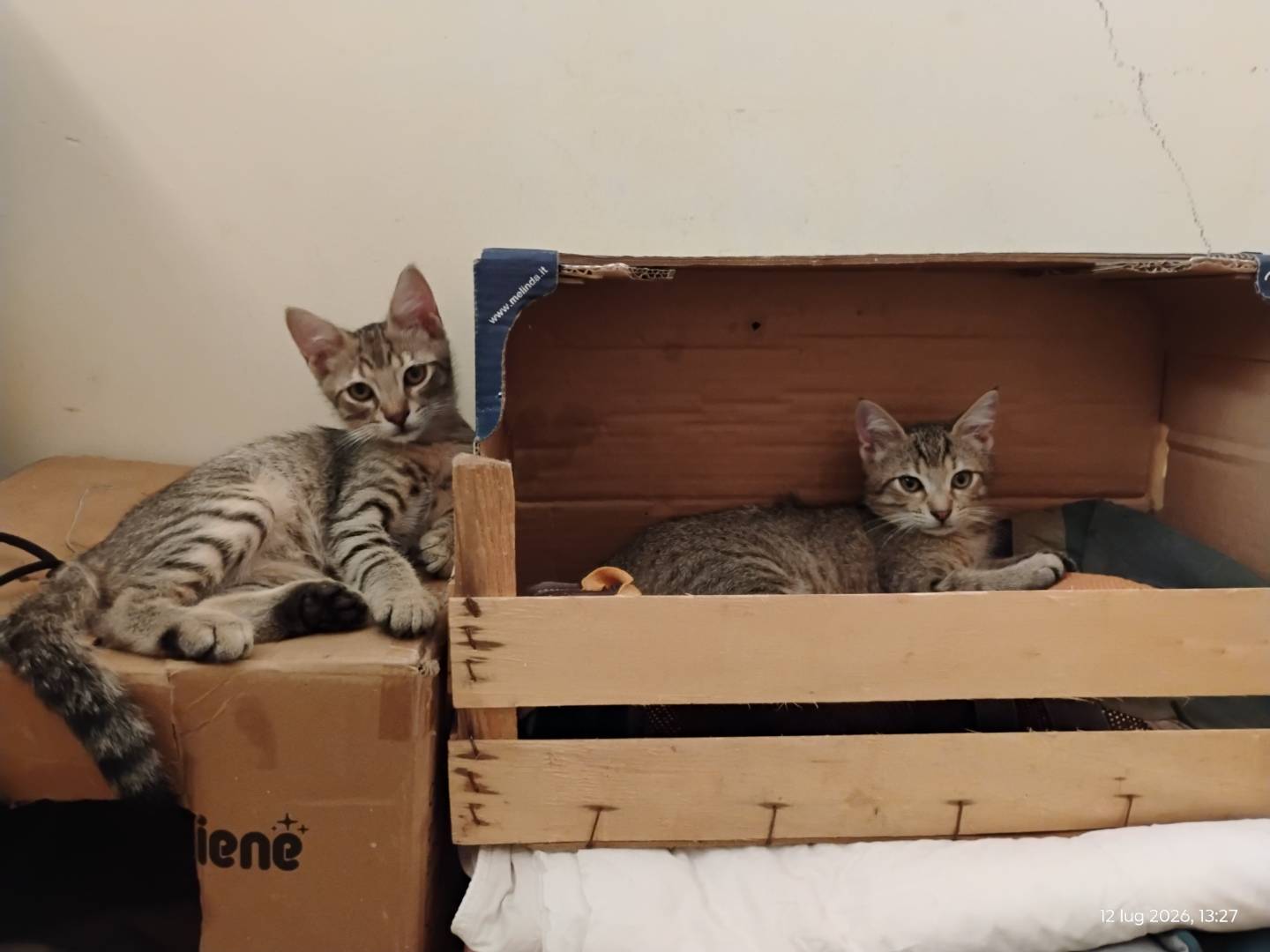 Adotta un gatto, maschio, 3 mesi, Roma