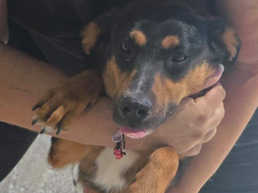 Adozione cane, maschio, Razza sconosciuta Razza sconosciuta, 1 anno e 1 mese, taglia piccola, Crotone
