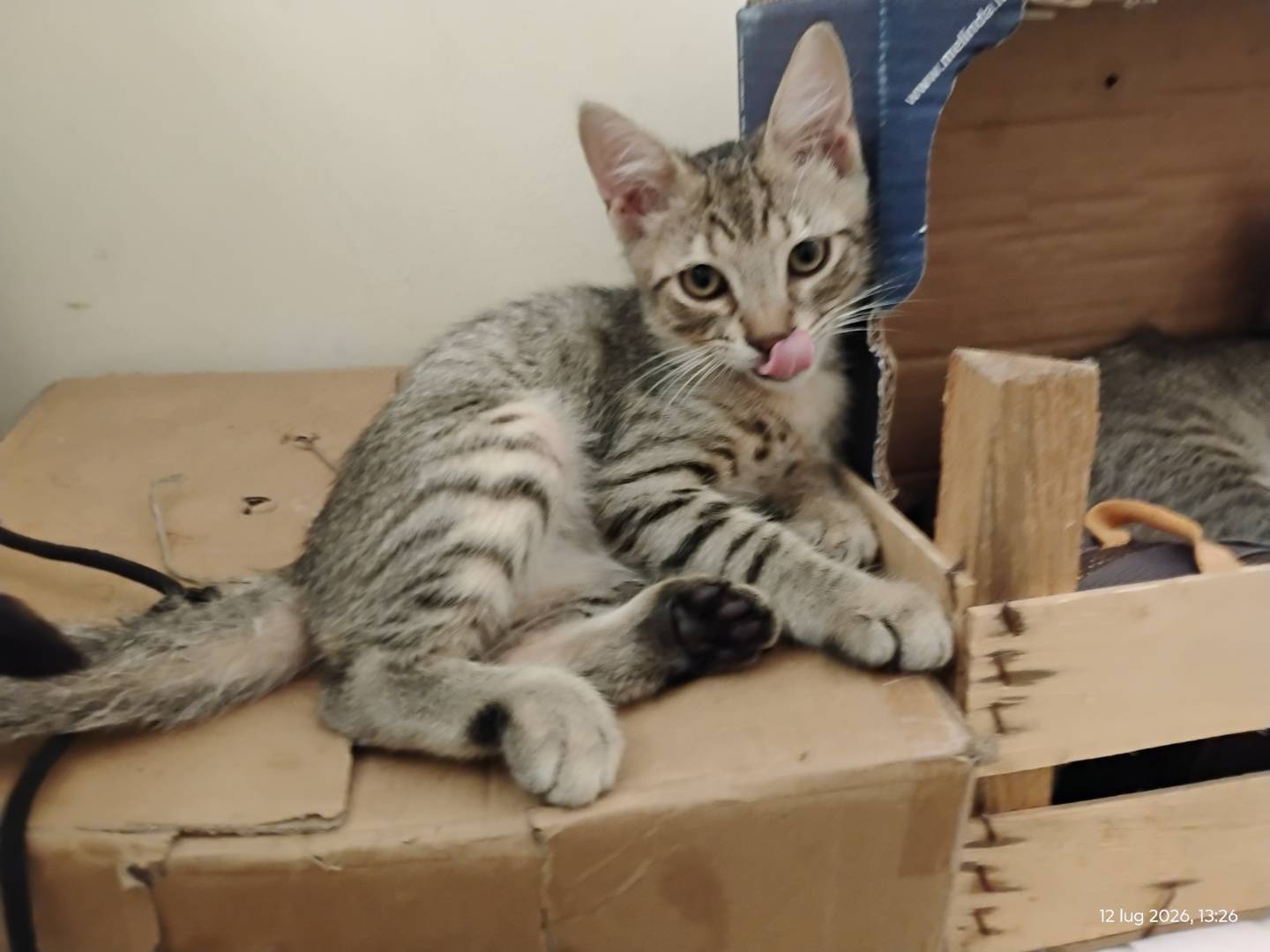 Adozione gatto, maschio, Razza sconosciuta Razza sconosciuta, 3 mesi, taglia non valida, Roma