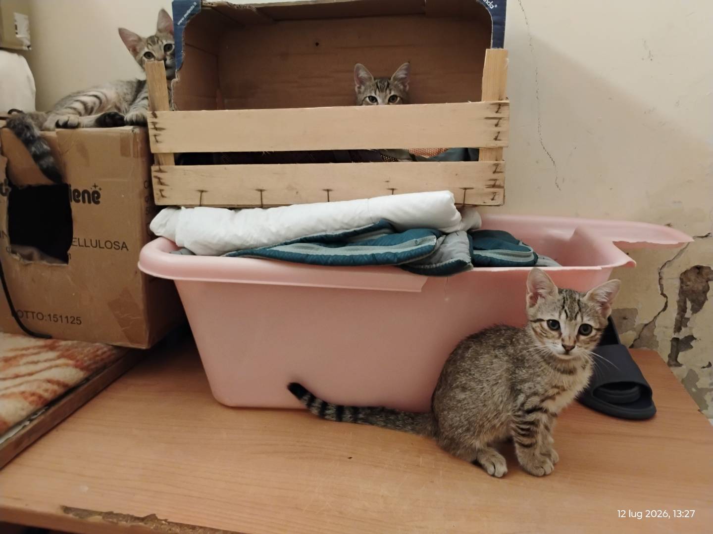 Adotta un gatto, taglia non valida, maschio, Roma