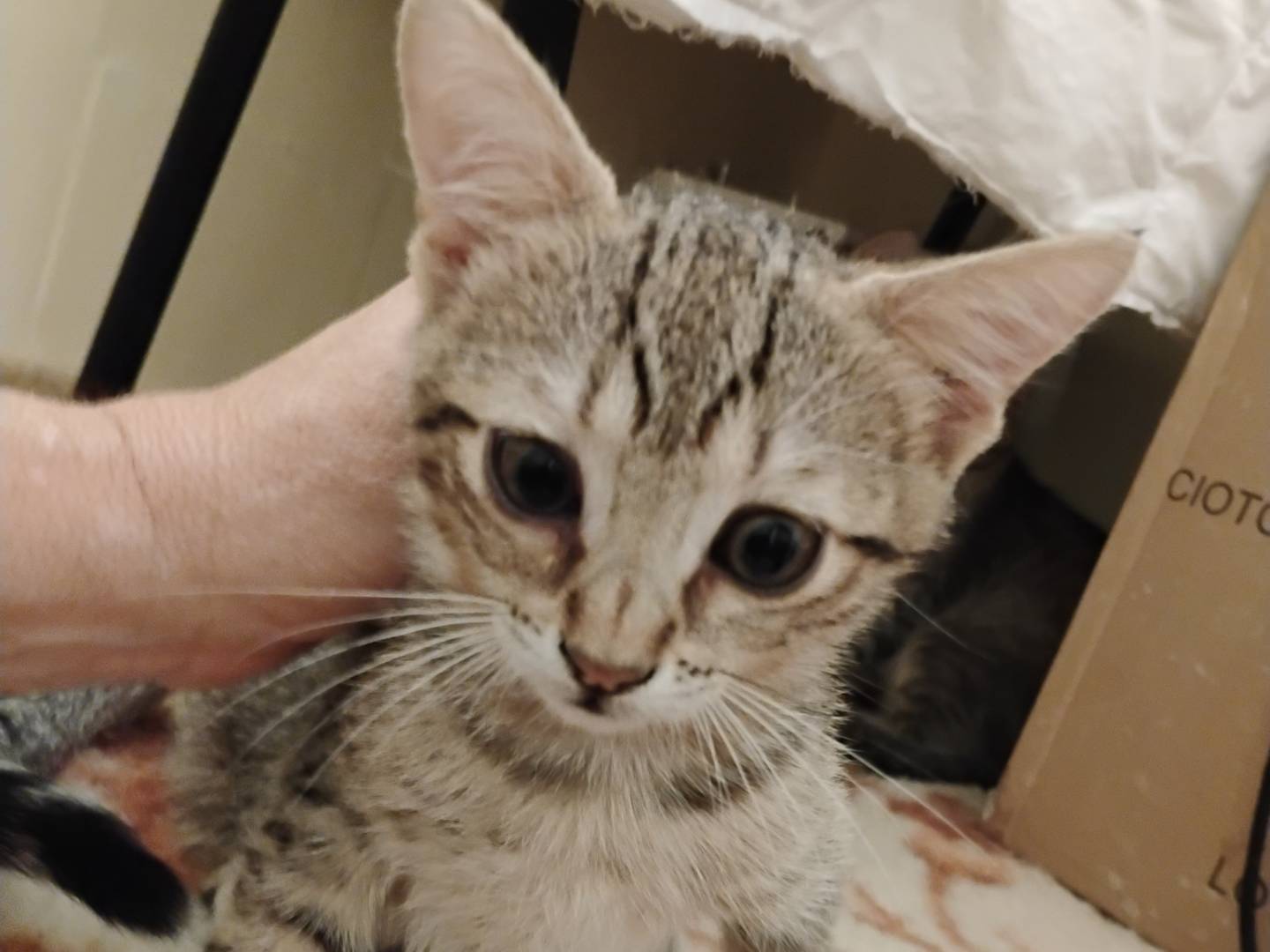 Adozione gatto, femmina, Razza sconosciuta Razza sconosciuta, 3 mesi, taglia non valida, Roma