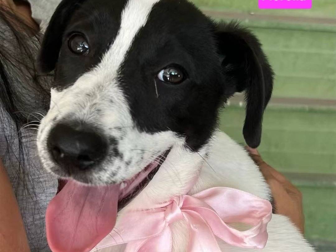 Adozione cane, femmina, Razza sconosciuta Razza sconosciuta, 5 mesi, taglia grande, Napoli