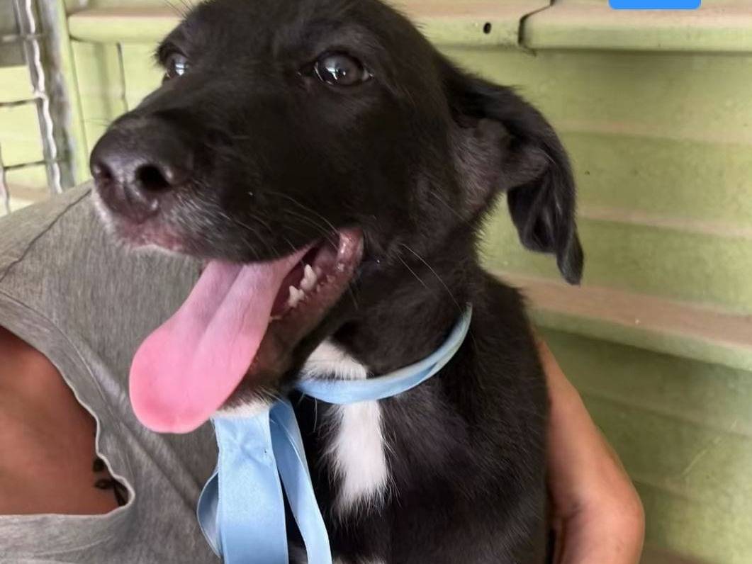 Adotta un cane, maschio, 4 mesi, Napoli