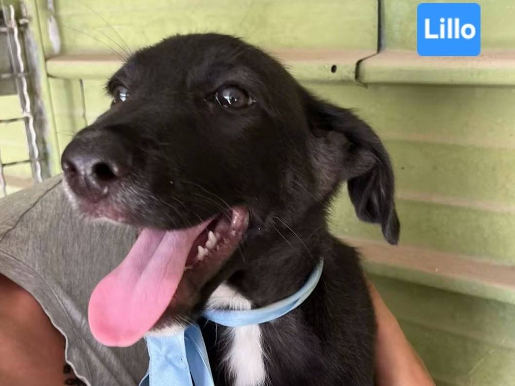 Adozione cane, maschio, Razza sconosciuta Razza sconosciuta, 4 mesi, taglia grande, Napoli