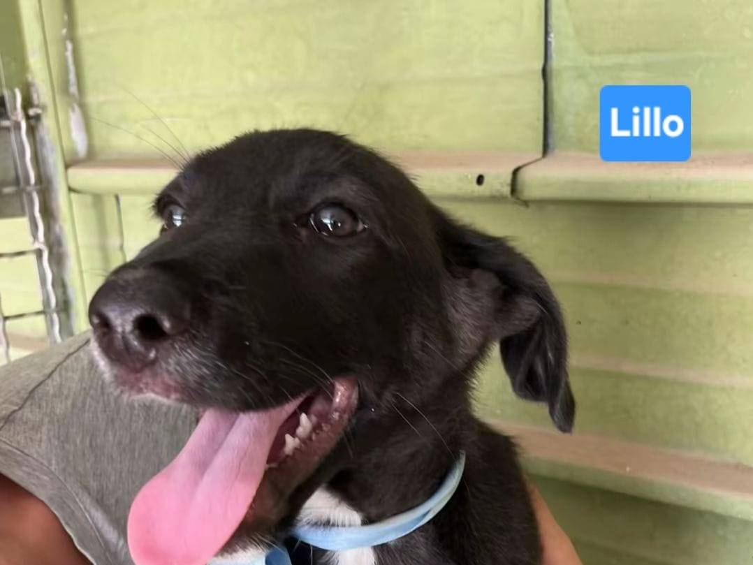Adotta un cane, taglia grande, maschio, Napoli