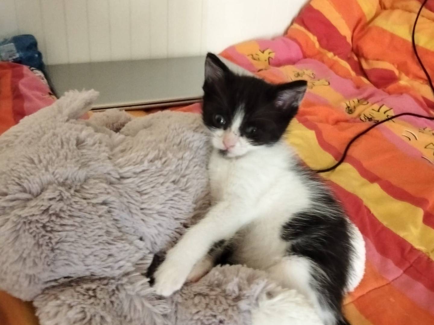 Adozione gatto, maschio, Razza sconosciuta Razza sconosciuta, 2 mesi, taglia non valida, Firenze