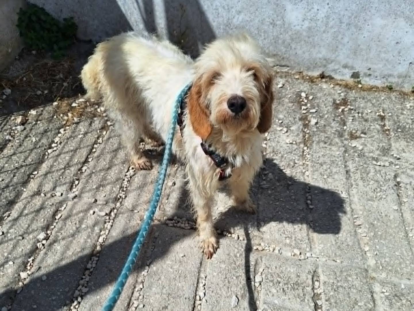 Adozione cane, femmina, Razza sconosciuta Razza sconosciuta, 1 anno e 11 mesi, taglia media contenuta, Bari